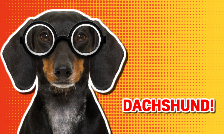 A dachshund wearing glasses