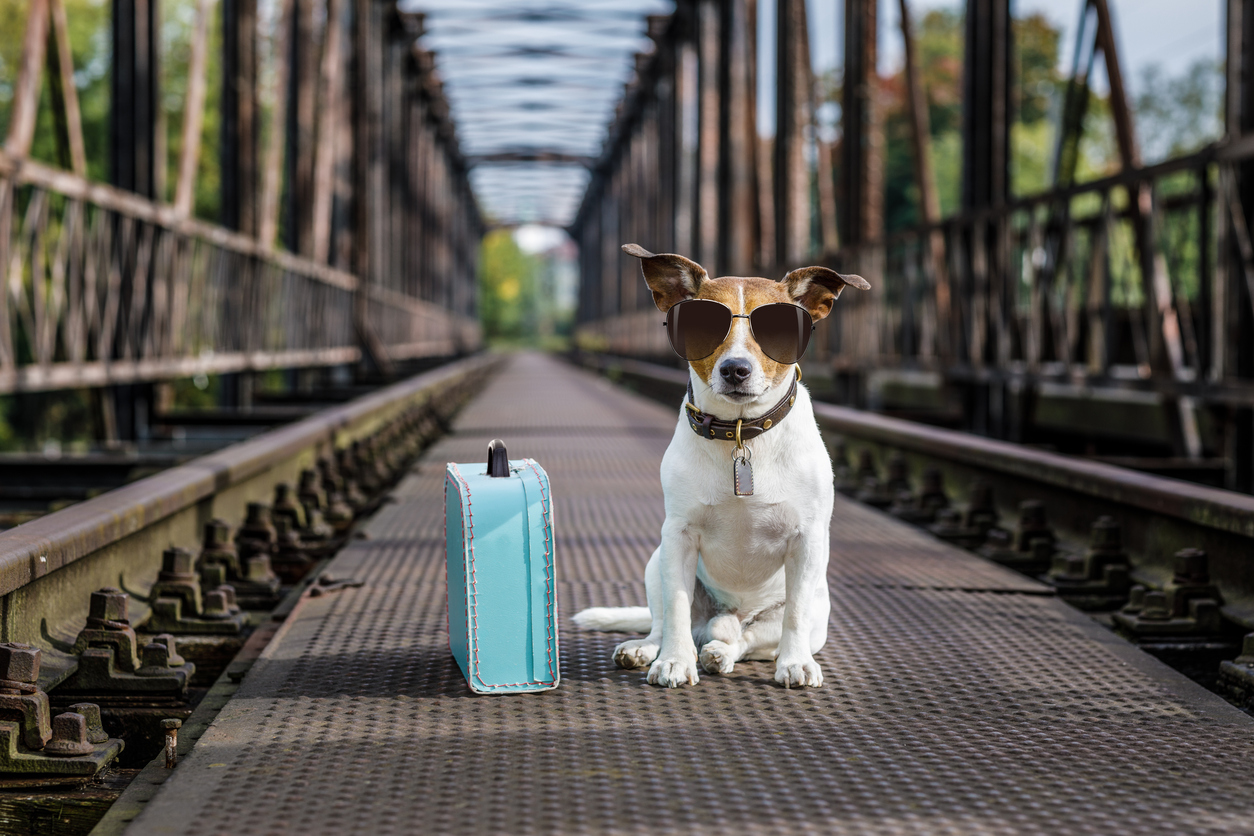 A dog with a suitcase