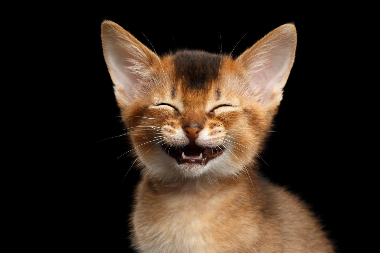 Abyssinian kitty laughing at something or other 