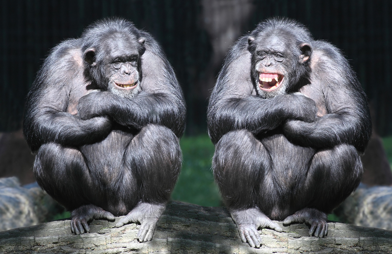 Two chimpanzees sitting together