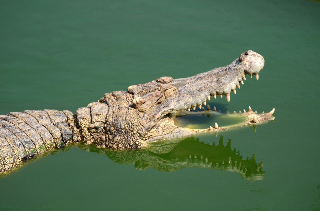 A crocodile 