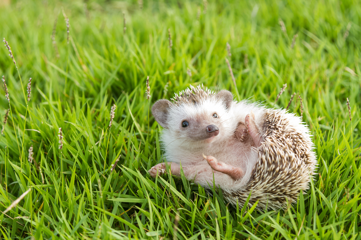 A hedgehog relaxing on the grass