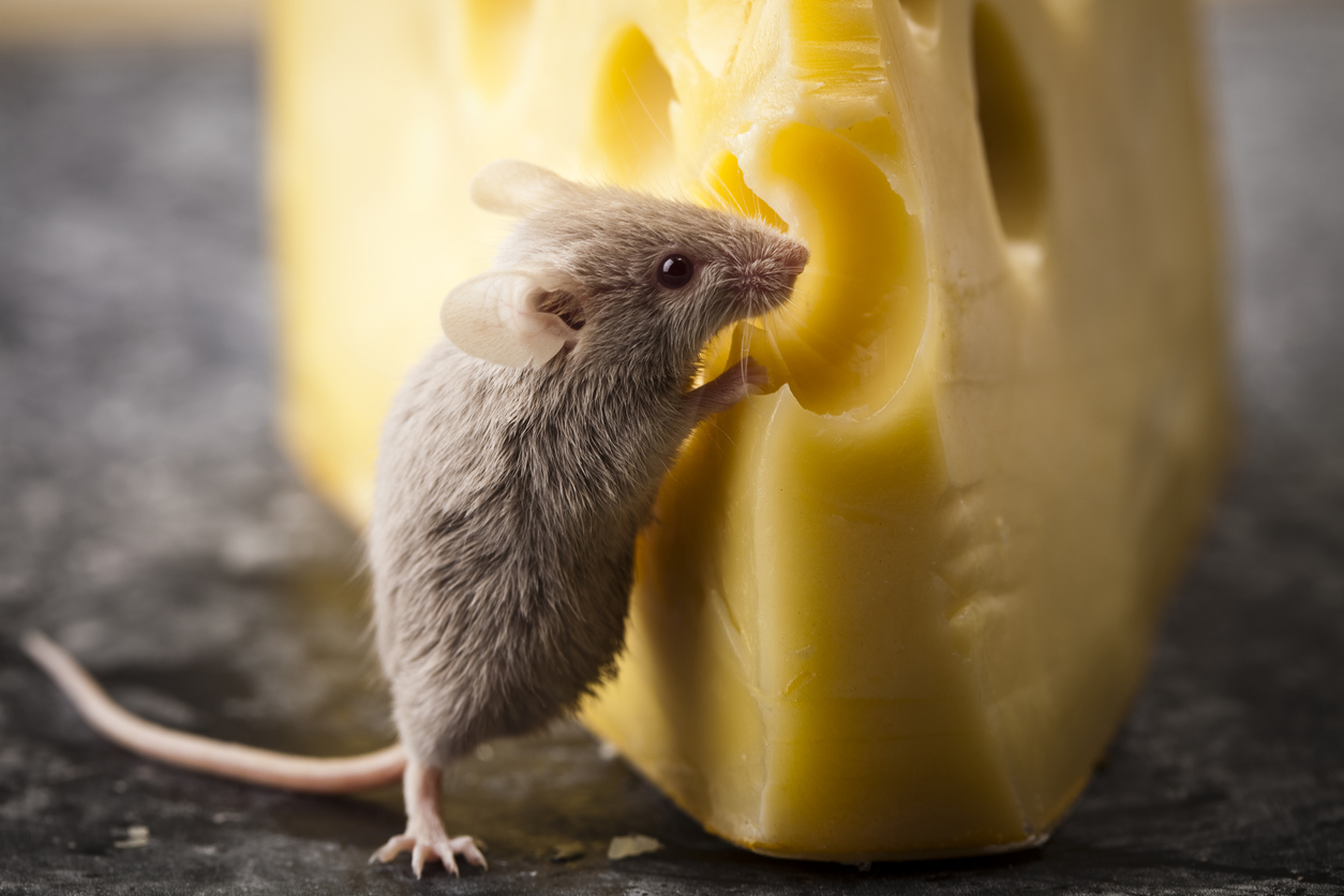 A small mouse nibbles at some cheese