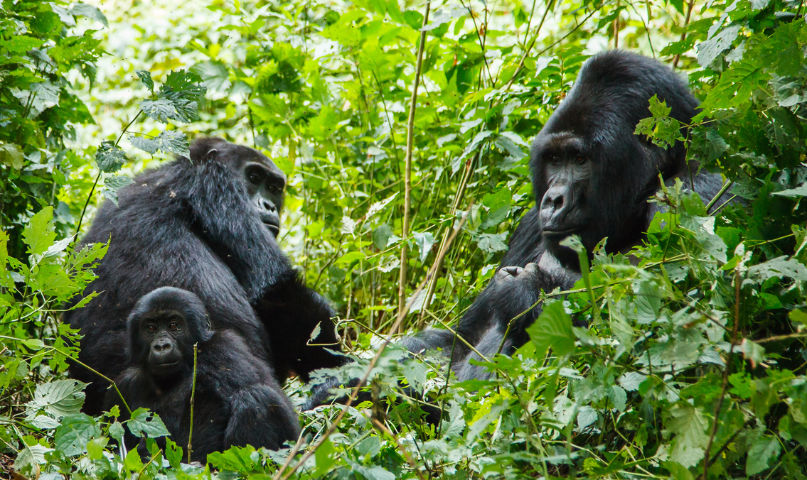Gorillas in a wooded area