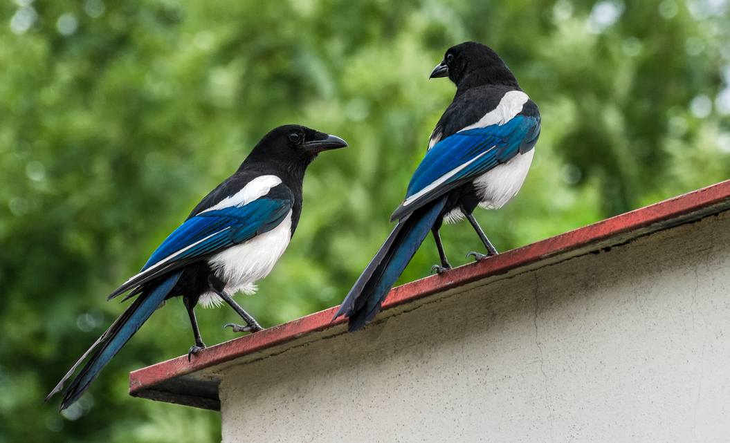 Two magpies on a roof