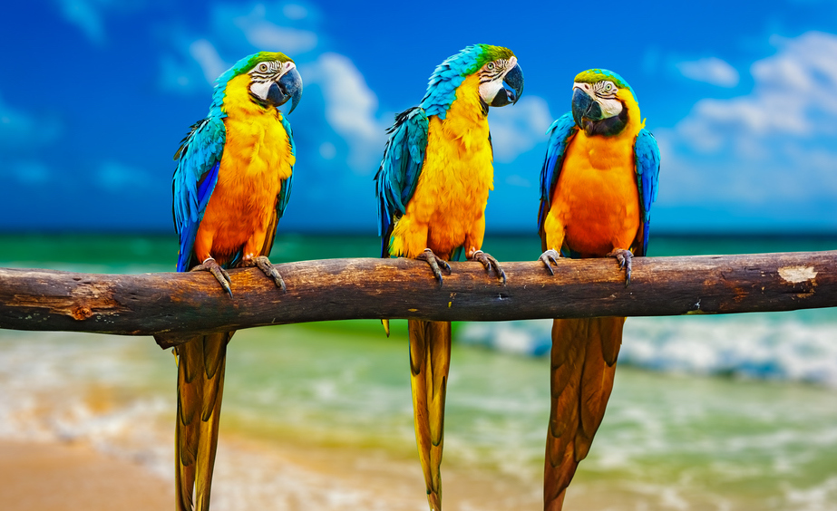 Three parrots on a branch