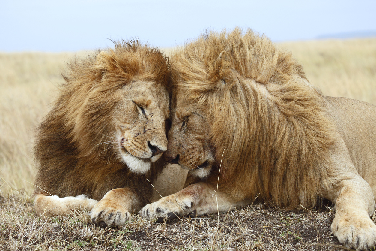 Two lions 