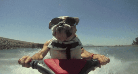 A dog on a jet ski