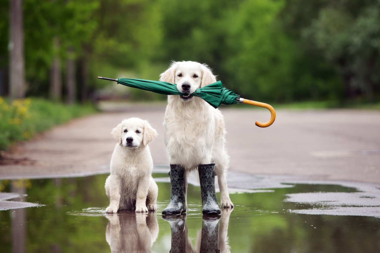 Golden retrievers wearing rain boots and holding an umbrella