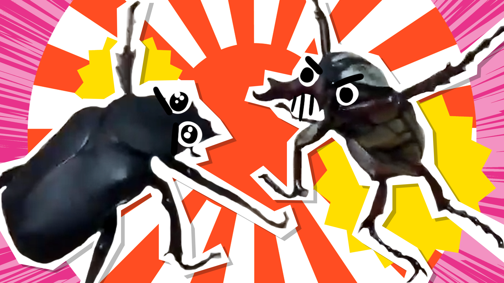Two Beetles fighting with anime eyes