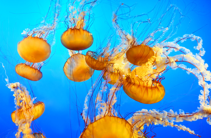A group of jellyfish in an aquarium