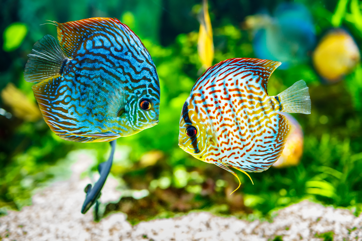 Aquarium displaying two tropical fish 