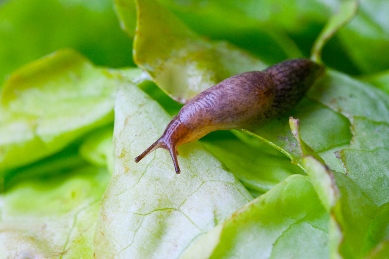 A slug on a leaf