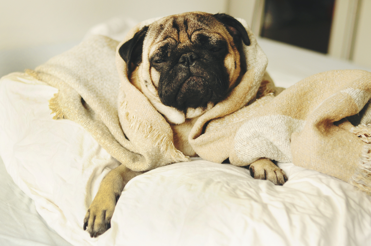A pug relaxing in a luxury bathrobe