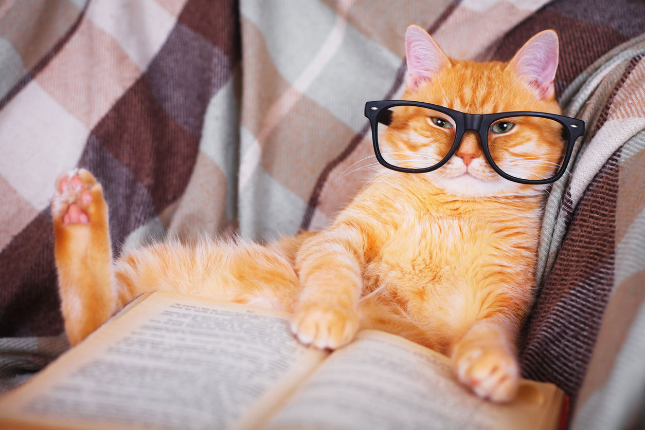 Red cat in glasses lying on sofa with book