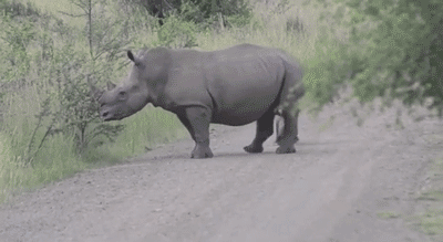 Two rhinos on a path