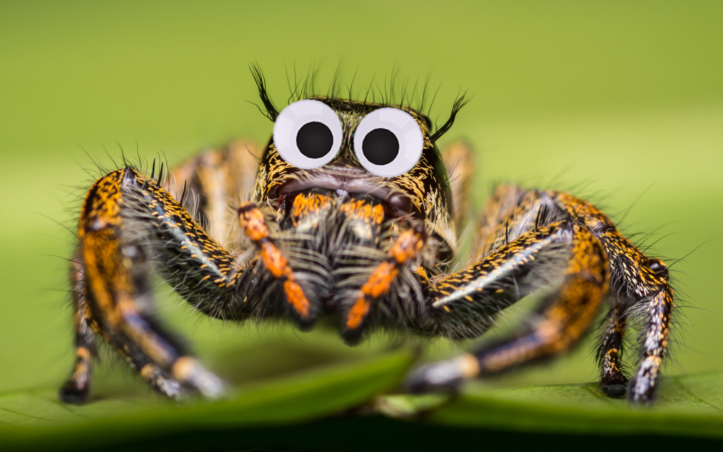 A googly-eyed spider