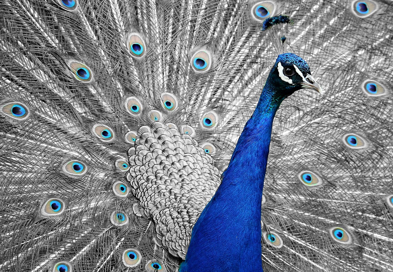 A peacock with beautiful feathers