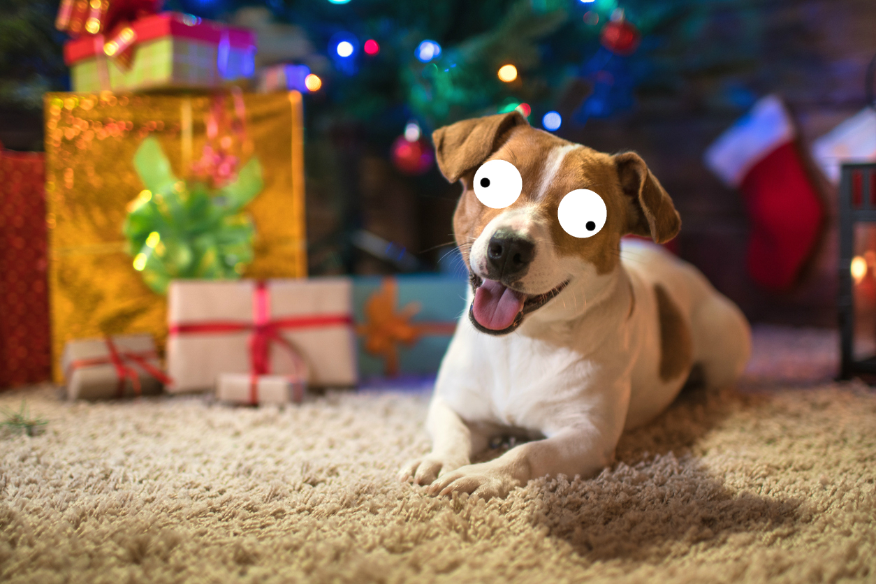 A dog on a rug at Christmas 