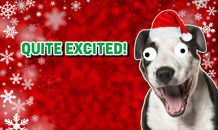 A dog who appears to be quite excited about Christmas