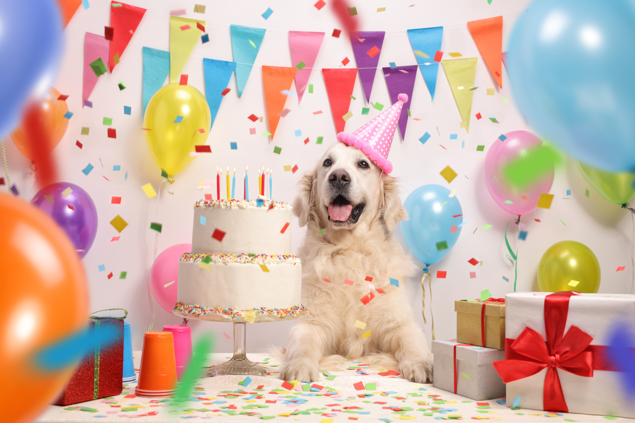 A dog enjoying its birthday party