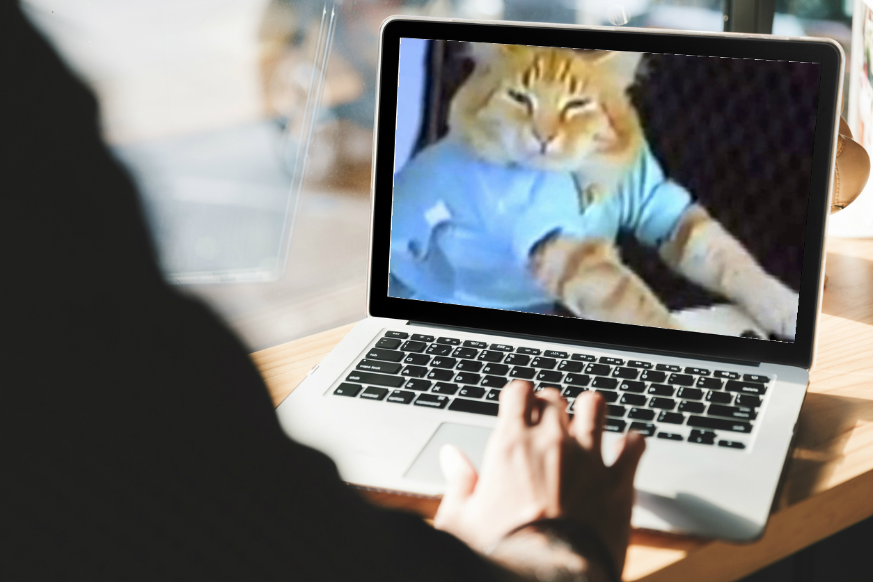 Oh, look! It's Keyboard Cat on someone's laptop