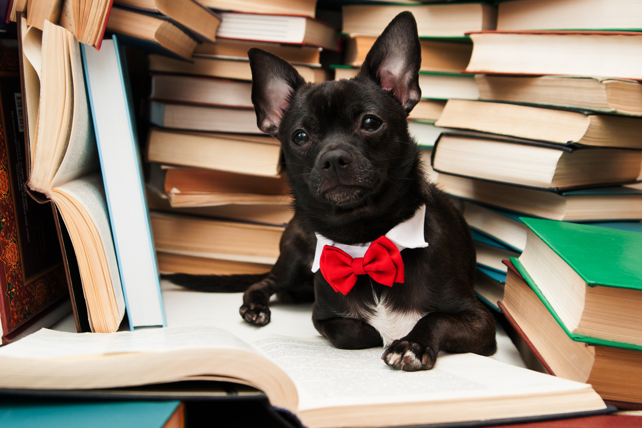 A dog in a bowtie reading a book