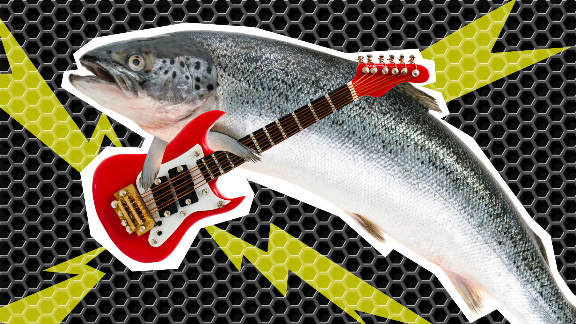 fish rocking their guitar