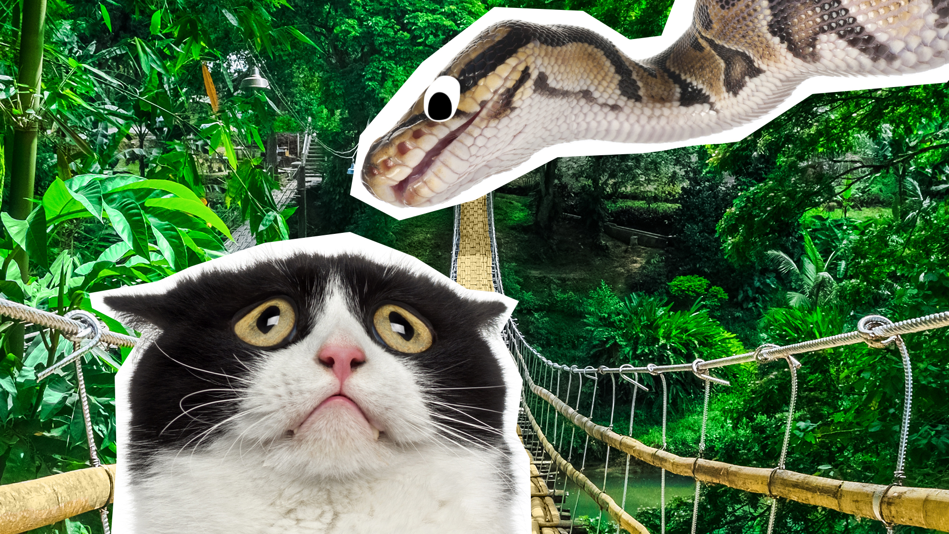A cat looking scared at a snake