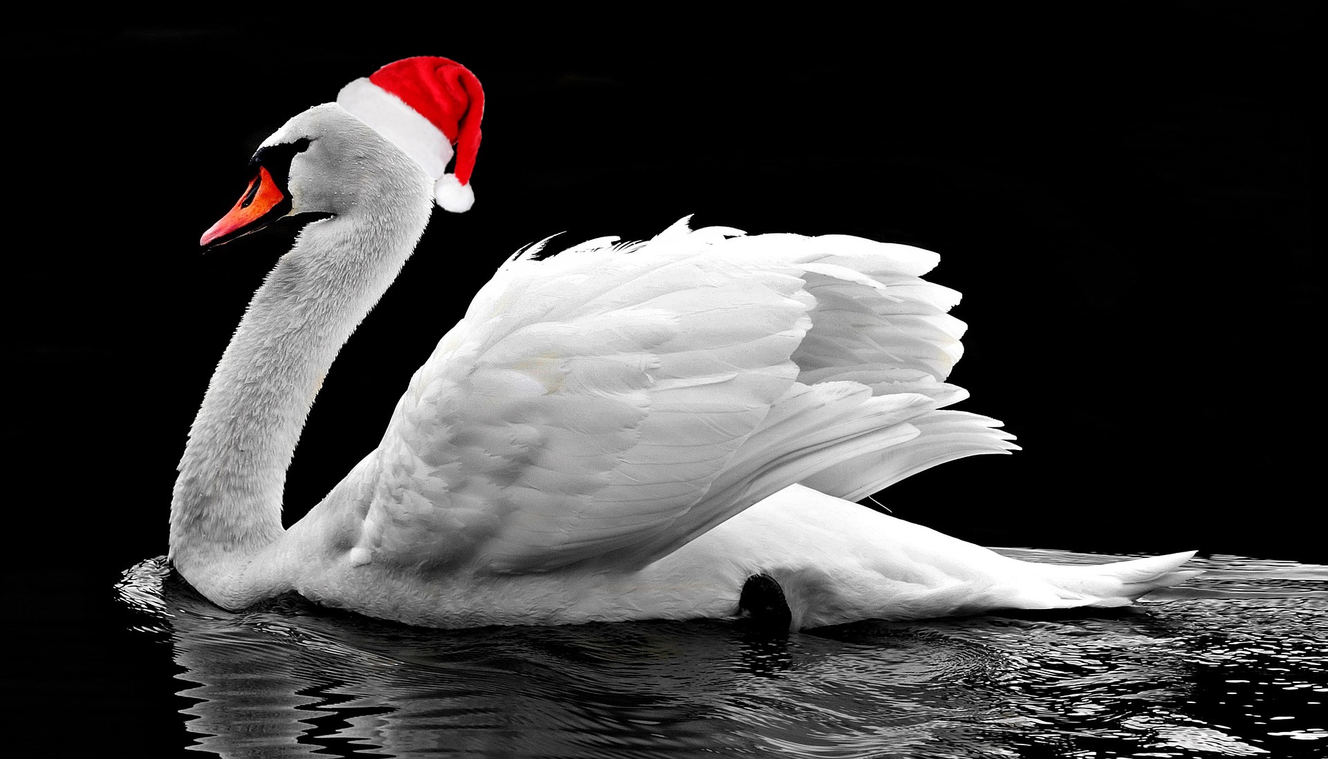 A swan wearing a tiny Christmas hat