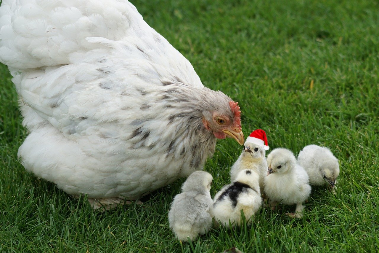 A group of chickens, one of whom is wearing a Santa hat