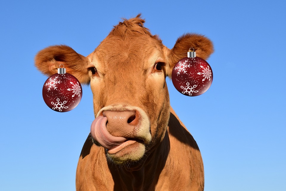 A cow wearing stylish bauble earrings