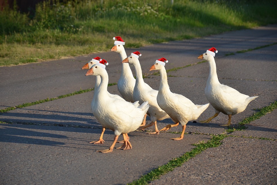 Geese crossing the road, all wearing tiny Santa hats