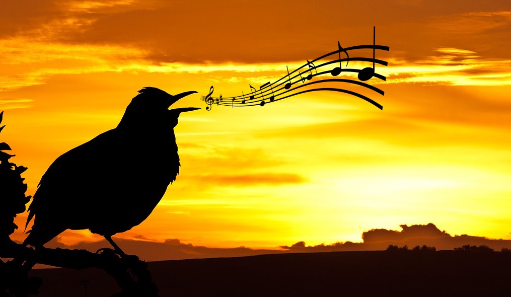 A bird singing at sunset