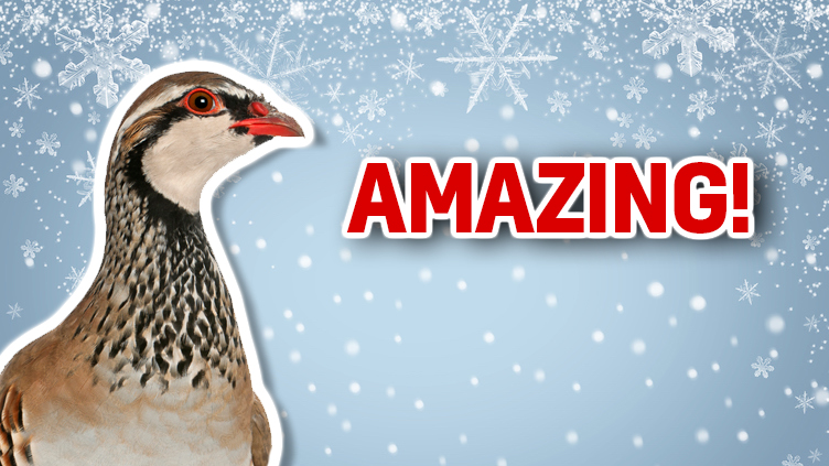This partridge is thrilled with your score