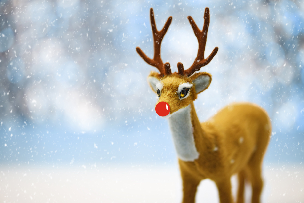 A red-nosed reindeer