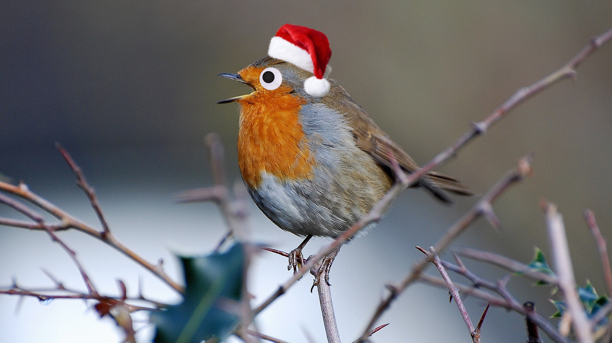 A robin in a Christmas hat