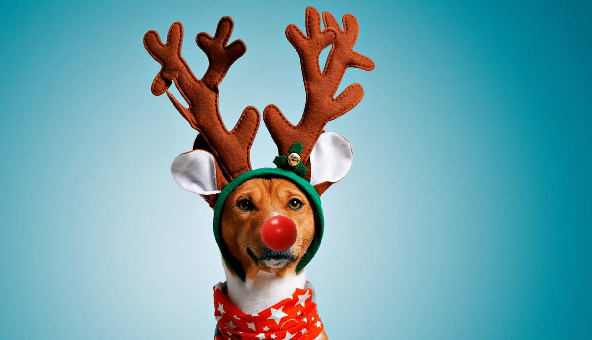 A dog dressed up as Rudolph 
