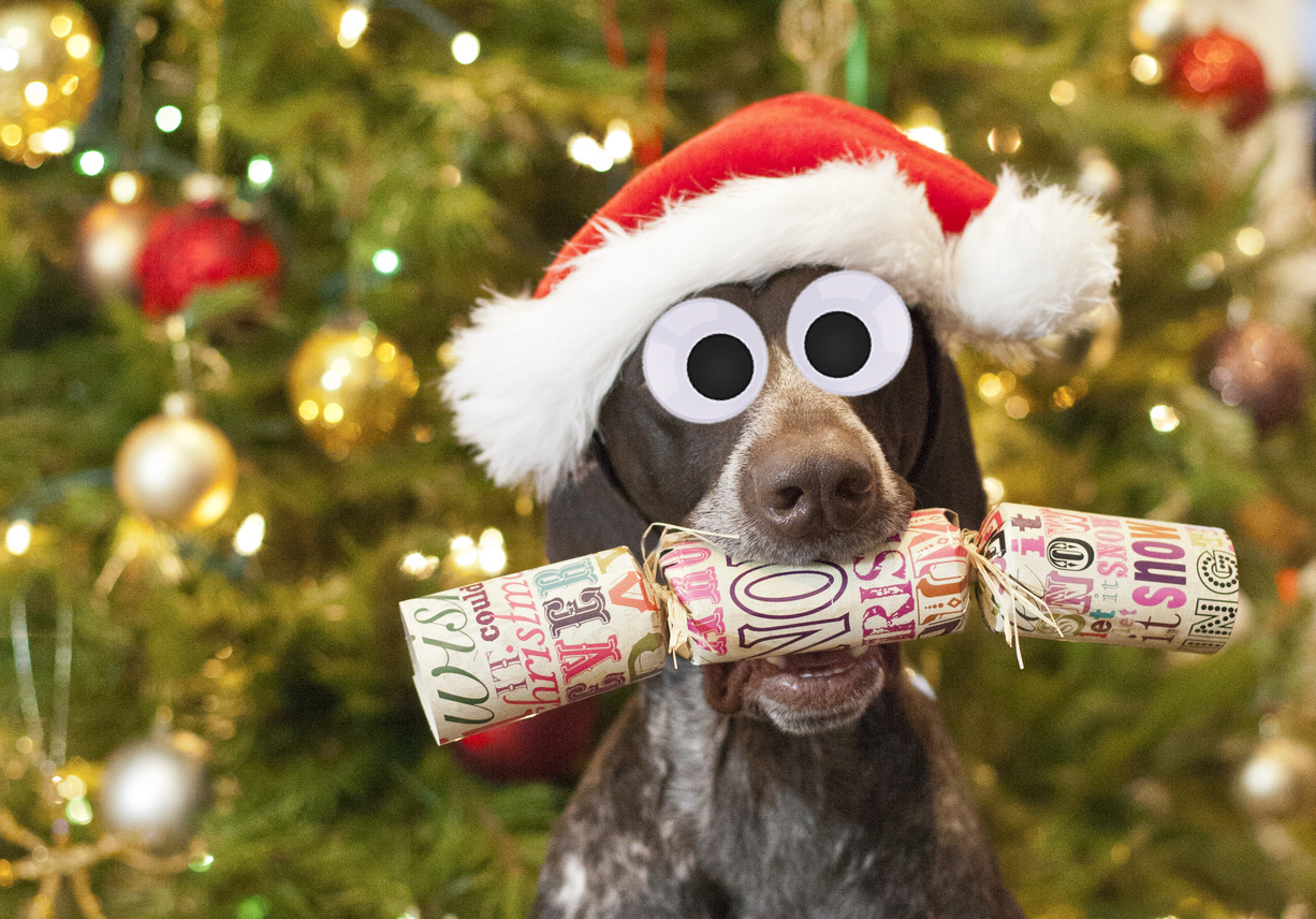 The Ultimate Christmas Trivia Quiz: A dog holding Christmas cracker in his mouth.