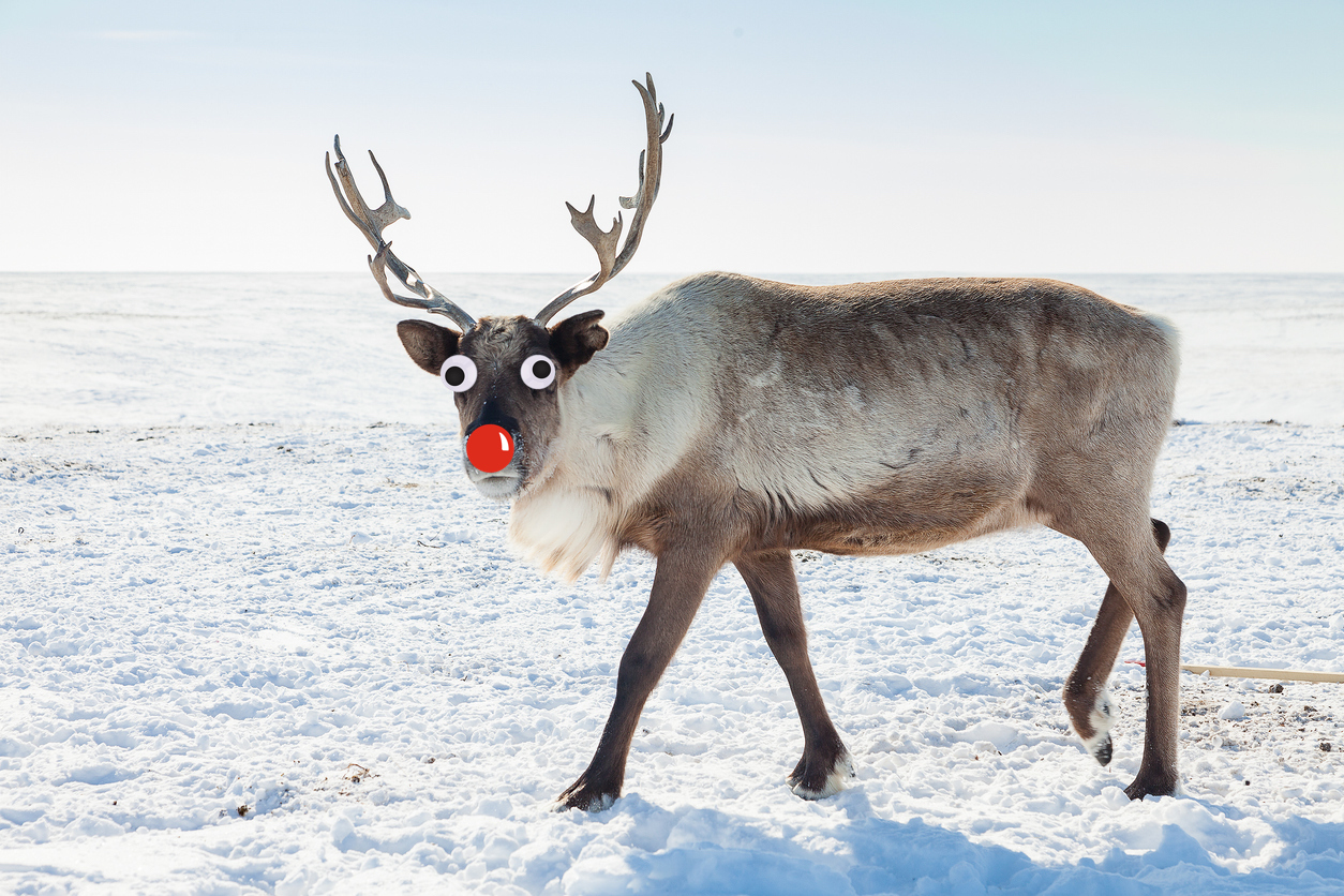 A red nosed reindeer
