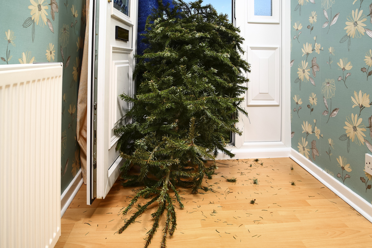 A Christmas tree being dragged out of a door