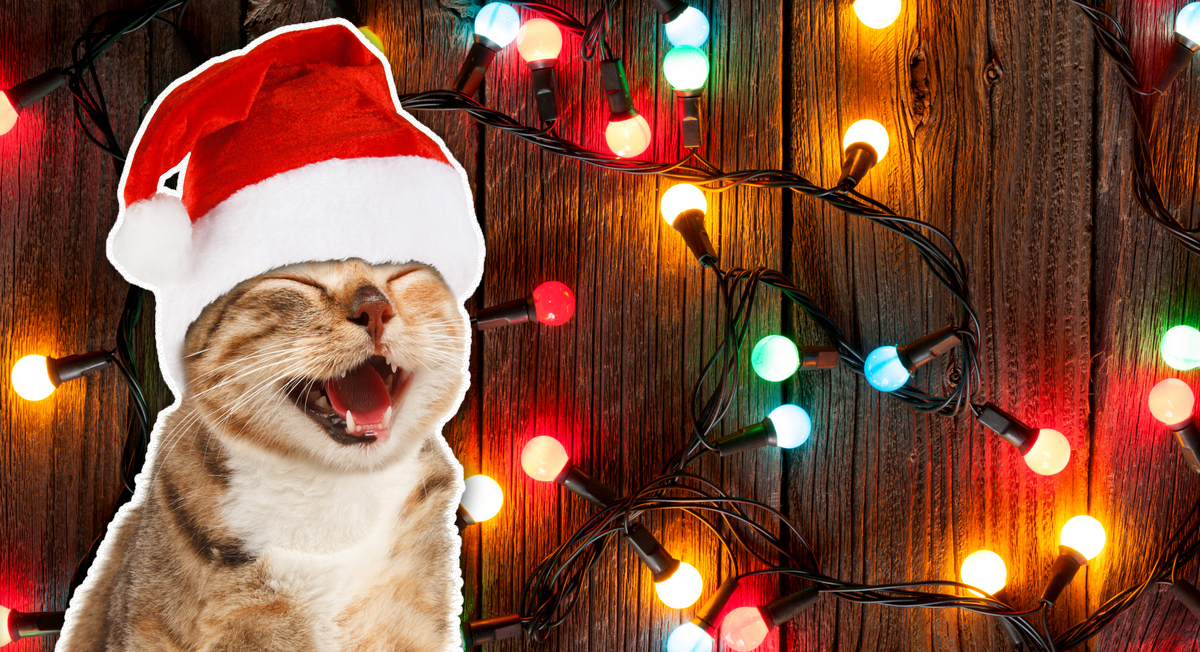 A cat laughing at some colourful Christmas tree lights