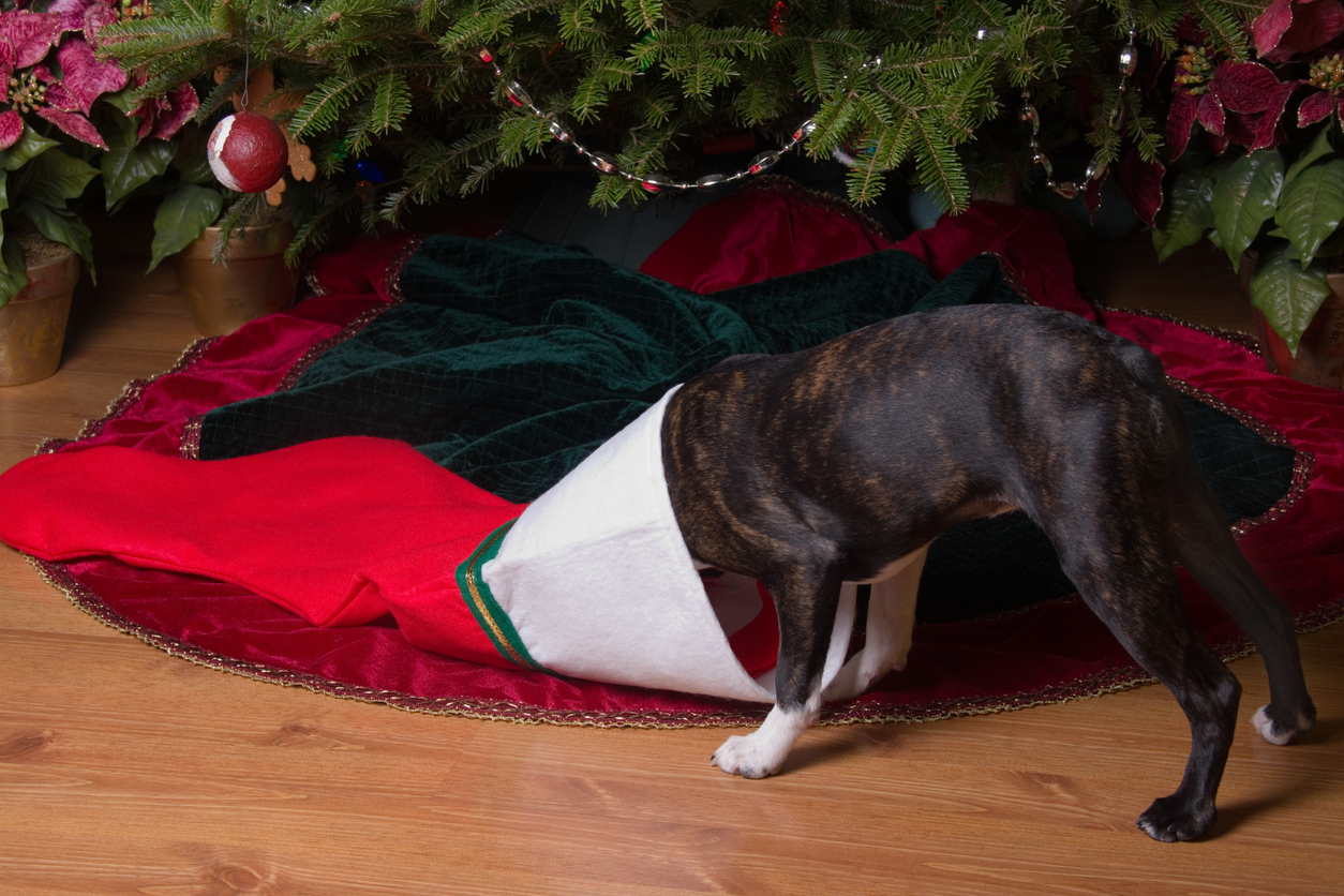 A dog with its head in a Christmas stocking
