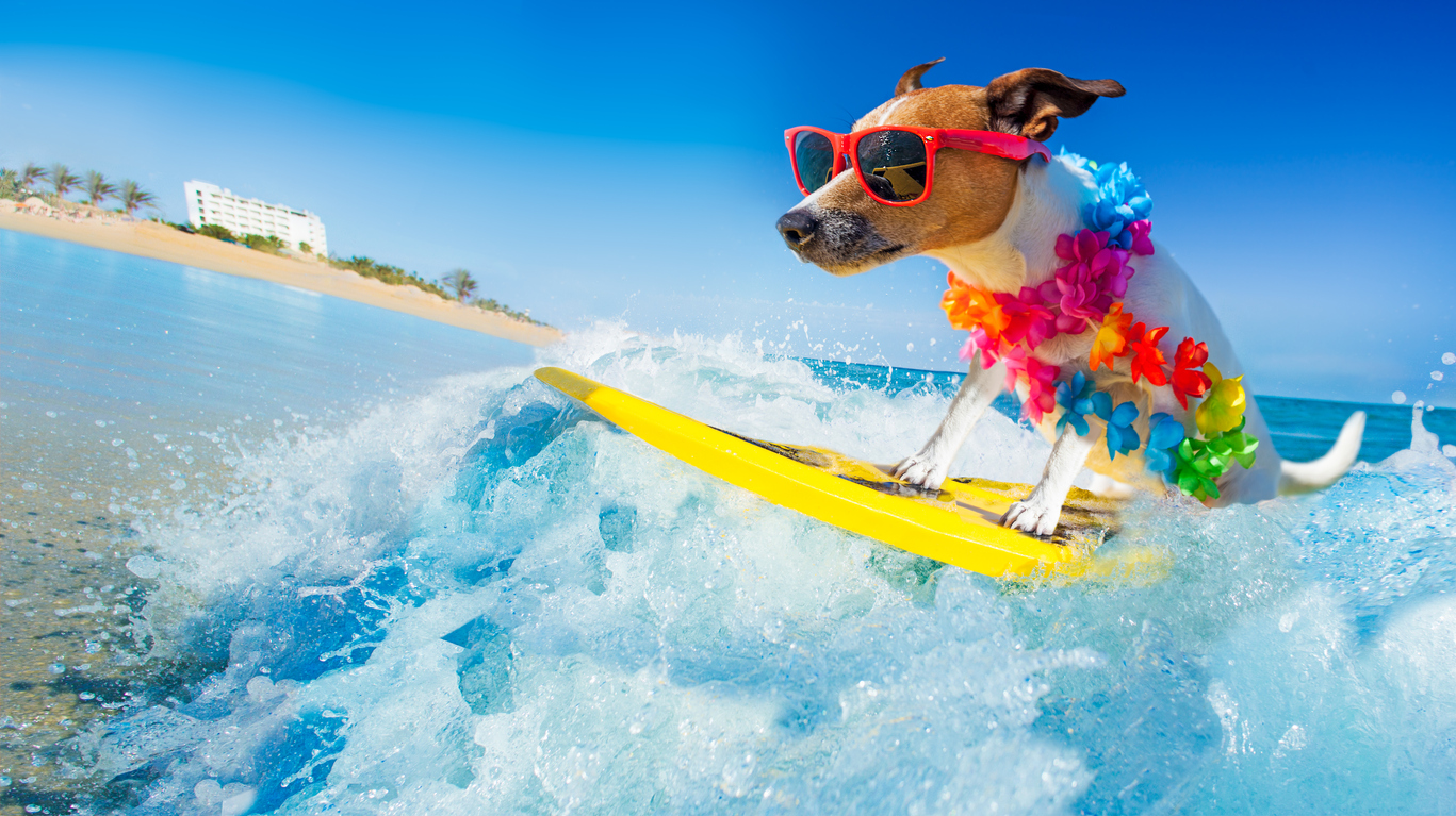 A dog on a surfboard