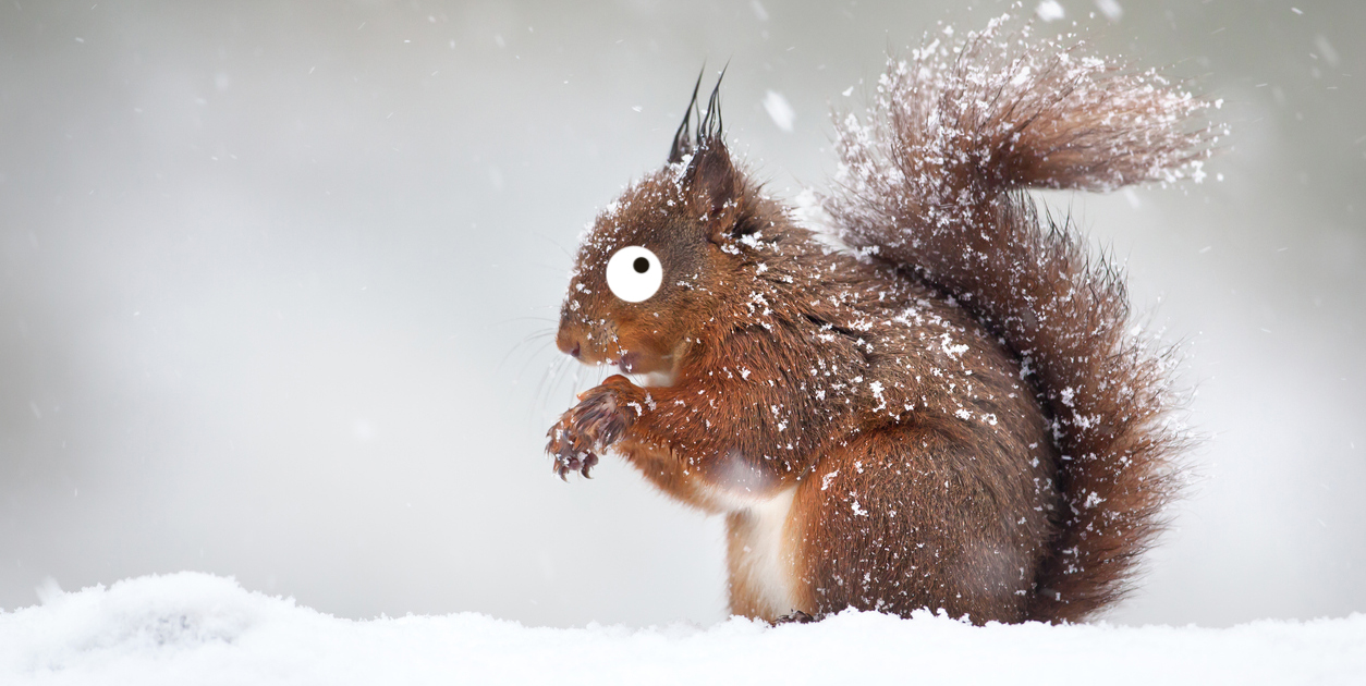 A red squirrel in the snow