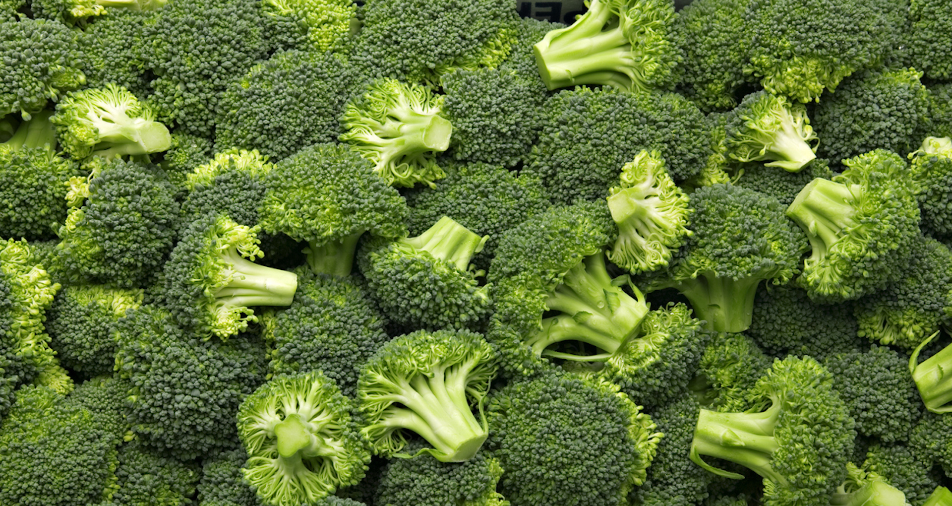 An enormous amount of broccoli
