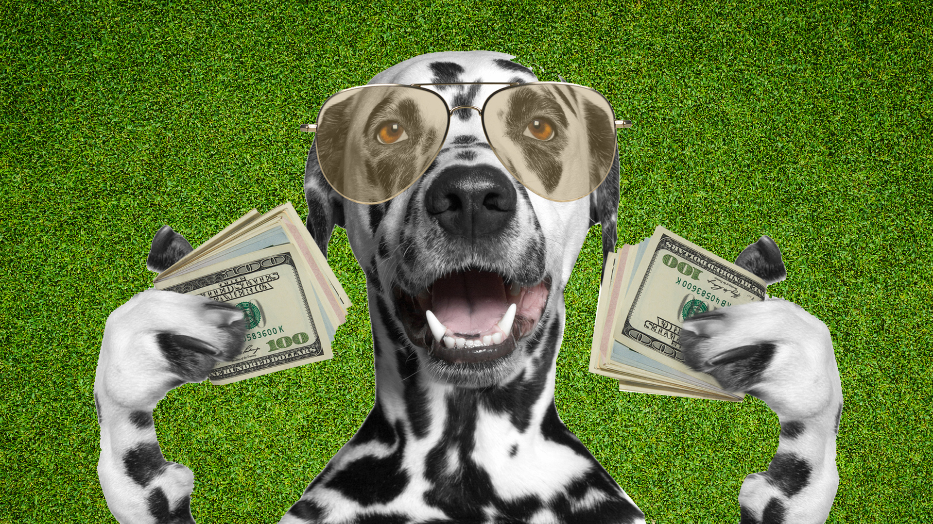 A dog holding lots of money