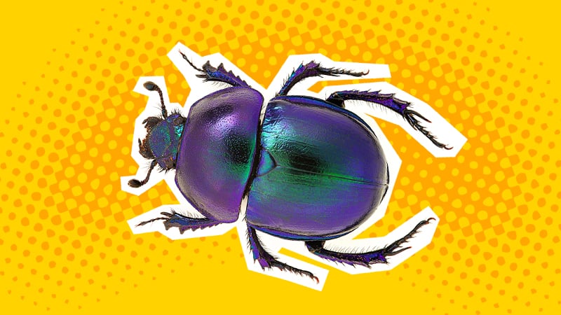 Funny insect jokes: a beetle on a yellow background