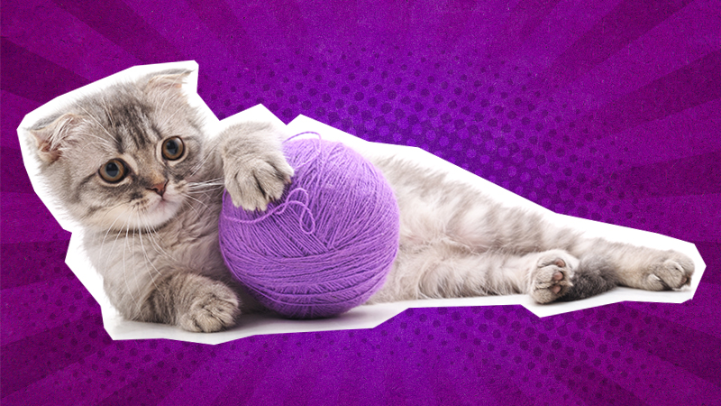Funny cat jokes: a cat with some wool
