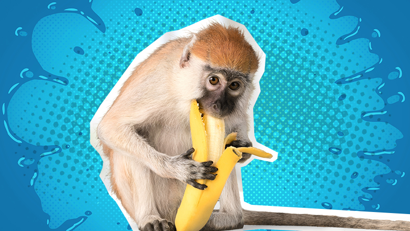 A monkey eating a banana